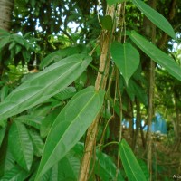 Zanonia indica subsp. indica L.